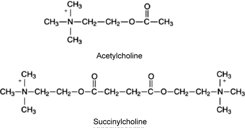 succinylcholine